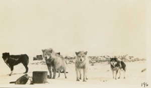 Image of Eskimo [Inughuit] dogs waiting for their supper